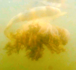 An upside jellyfish when it is rightside up.
