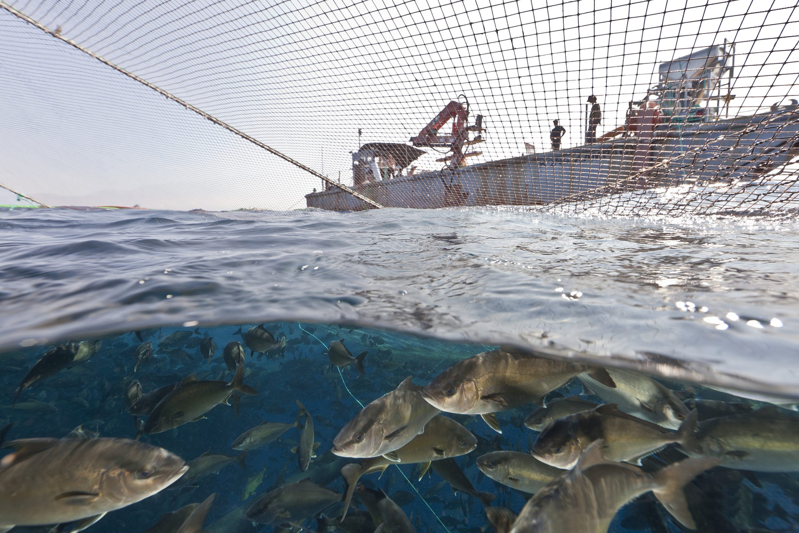 Aquaculture Dealer License​