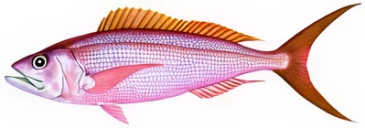 041d62161a2330fc1dded790ea81e17cf3672e50