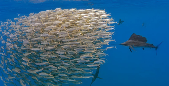 0621856738dea5f2c9b5336ae501dbf5220167ce