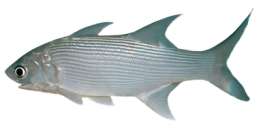 0e61f43cfe3b707098af9f6999dfc6e15ae66869