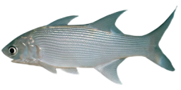 0e61f43cfe3b707098af9f6999dfc6e15ae66869