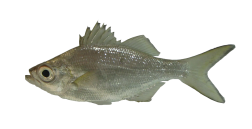 1dff2b3837988852a7d6b9075e4eba5595659410 (1)