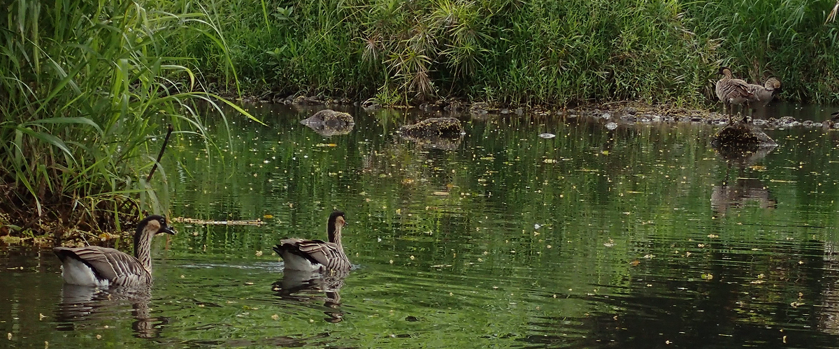 2017-06-07 Nene Estuary 1