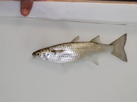 28350282621759280bbe32988f0566881a6daf4a