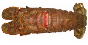 28d2a1276ddd85cf49ce1a72f1c8ffe618d9a218