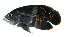 3475d3a1a8b6947ad3d17841226220160921b565