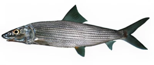 3e292d59a721e13d576239ac3a37364306f97ea9