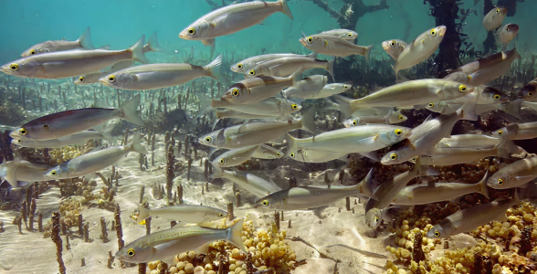 4c76d5d047042ff2a20264d8a14556ffe5c87870