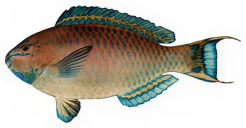 50249e17223b3b492815c2b8b766df3c60ef9aea