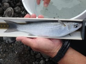 608a6b1f12c1c00db64e04491602dde9ac501bac