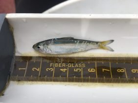 6f6e58277f1bc4c34fe29543ea14ee3130664ff8