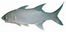 70a8319037260dbf35e6ce6f46fd09e99957de85