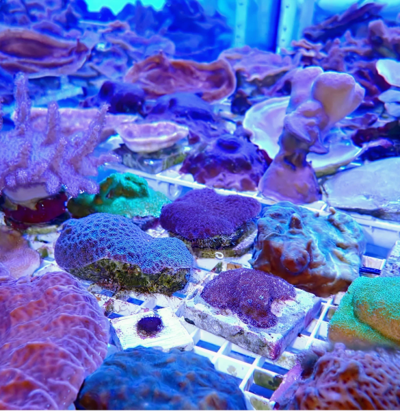 73e1e86c2d54962d9788382c01306cdebc865fe2