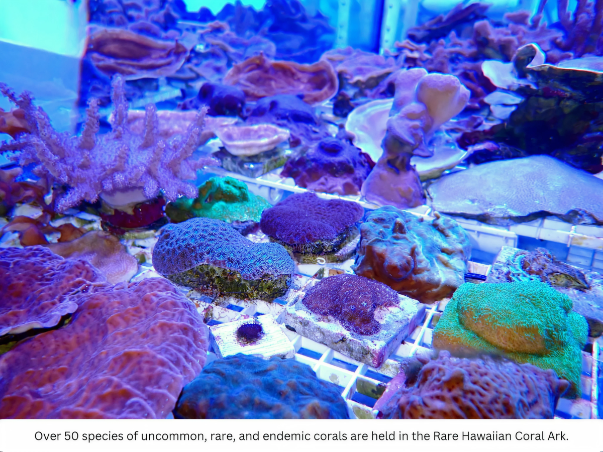 746e62c9143471860959049a3100d4966aaa6ce0