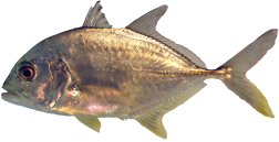 78bbd0c0a8a5819995cab569e3fe6cf587753284