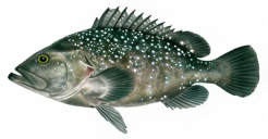 8182e4c109db81d115bae240c2022048814d183b