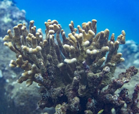 Finger-like Coral Start to Bleach_BertWeeks