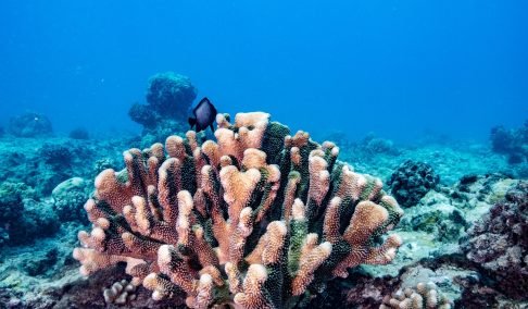 Finger-like Coral pt.4_BertWeeks