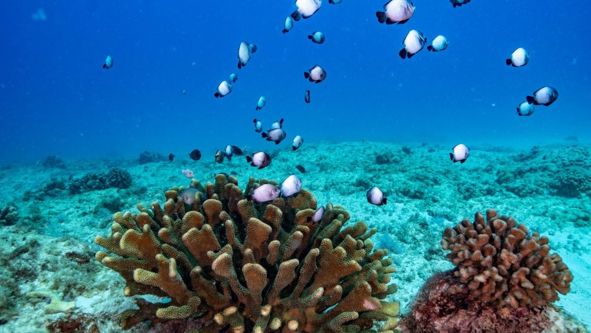 Fish Swimming above Coral pt.2_BertWeeks