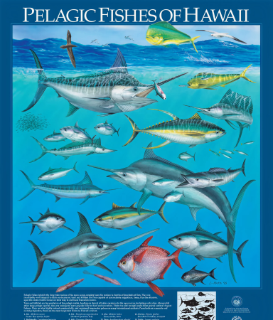 pelagic fishes of hawaii