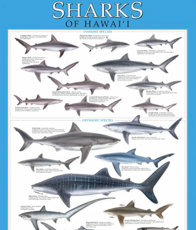 sharks of hawaii