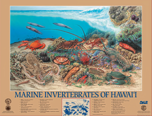 marine invertebrates