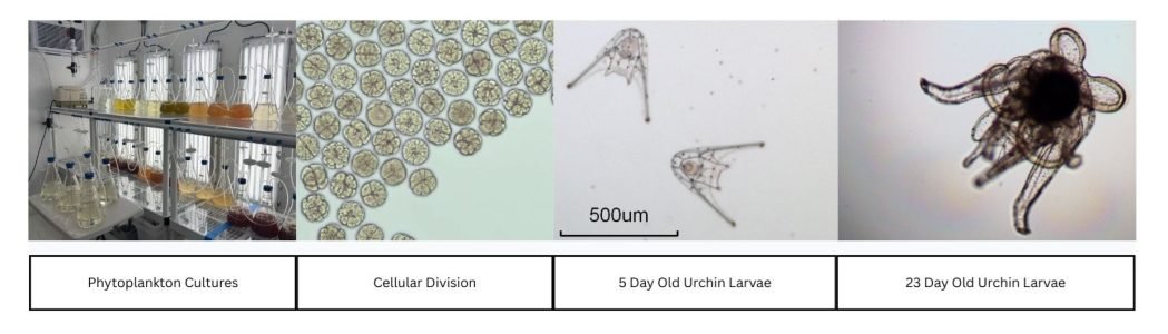 Larval_propagation_figure