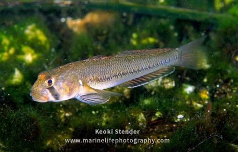 Oopu-Stenogobius-hawaiiensis-08-Watermark-1-996x664