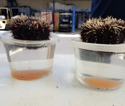 Spawning_urchins_in_cups