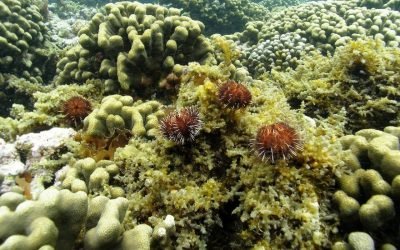 Urchins_eating_invasives