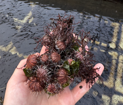 Urchins_in_Limu3