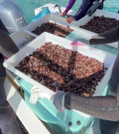 Urchins_with_dive_team