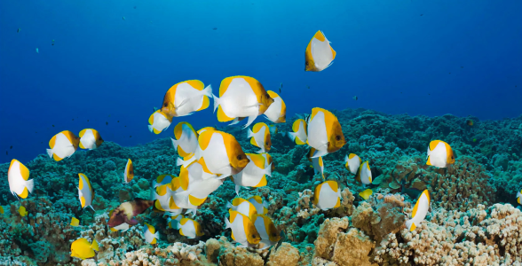 a14598b18b8fbfb86f4ac47724443f4ddd66fdfb