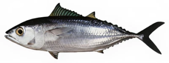 a81ee839937478a05f5936254d7f3329737a750f