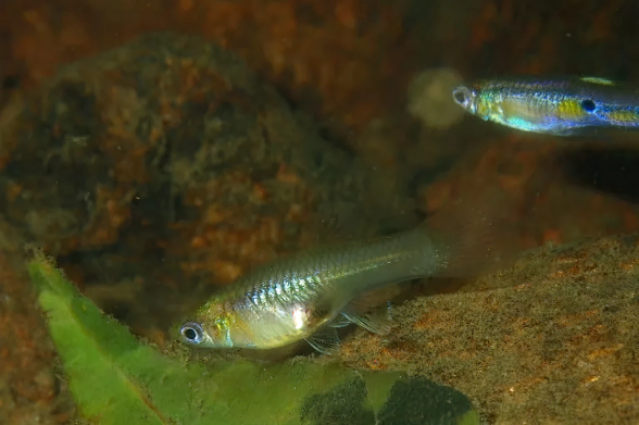 aec5571d8686a78323b926bc725d14920c0a10c5