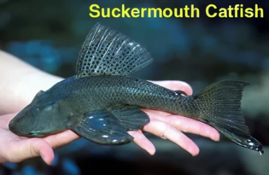 b2c58275fecfad3b0170672bf4b030d6338ade1c