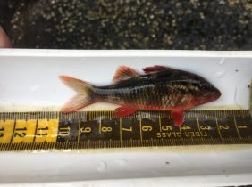 b77596b27aab22a7c97f48701083fb4be21b9e52