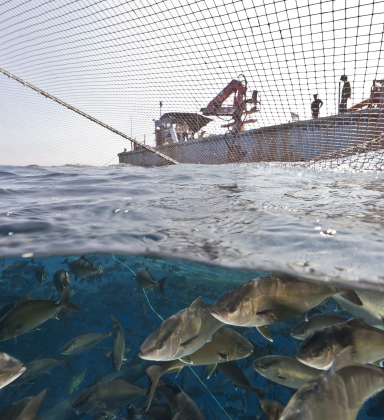 Aquaculture Dealer License​