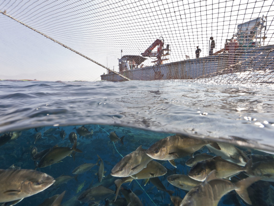 Aquaculture Dealer License