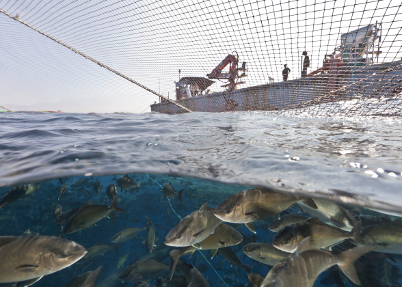 Aquaculture Dealer License