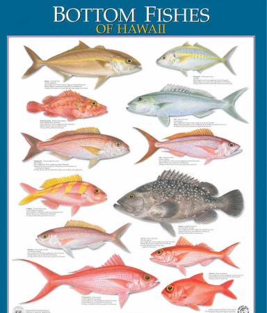 bottom fishes of hawaii