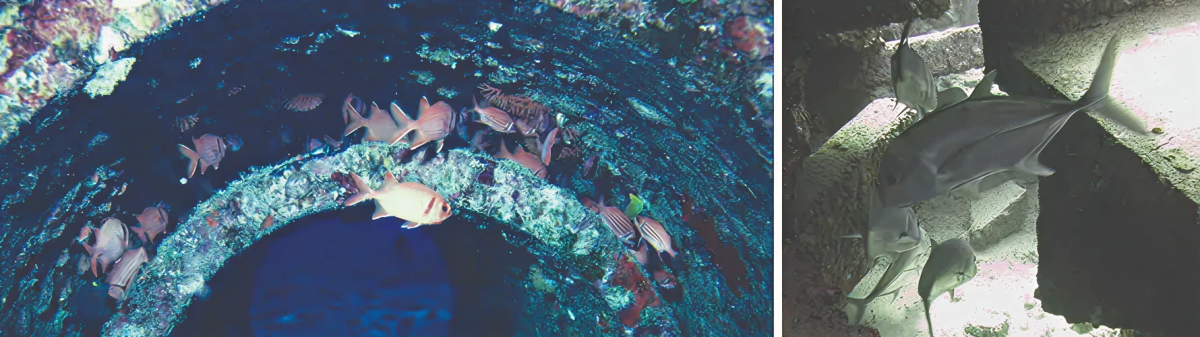 cd70a632e09e5d7d334e44fb15c959c65a9c0fa9