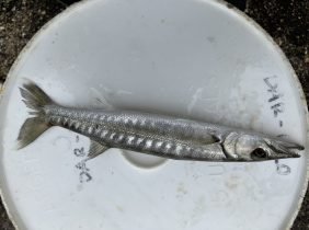 d4b341df069386409ef6d17541b22028a8a917e3