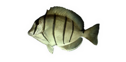 d6b9729e216e2dd976c89dc07edc06b3be1fddf0