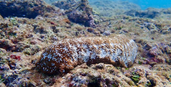 d7d8c4ece4be276ddf95704c6310f24aee78ec39