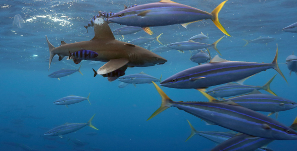 dd3bf95af57120391a52cdd1bfd95102a18f024d