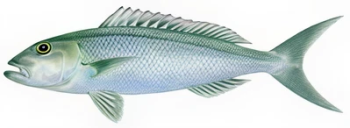 fe2ec70e19deb95c3fa83bf52b413a2c51ab17cc